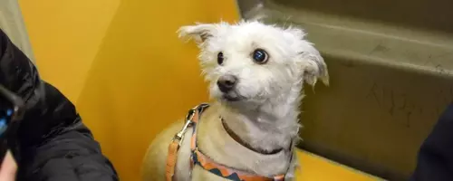 Canine Companions: Dogs Navigating the NYC Subway