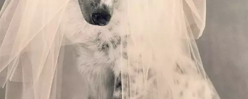 A Whimsical Canine Wedding: Revisiting 'Puppy Love' from Vogue's 1998 Archives