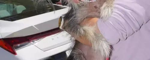 The Charm of the Unconventional: Celebrating the World's Ugliest Dogs