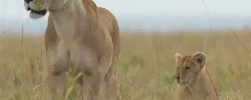 National Geographic's "Lion" Chronicles a Cub's Remarkable Journey