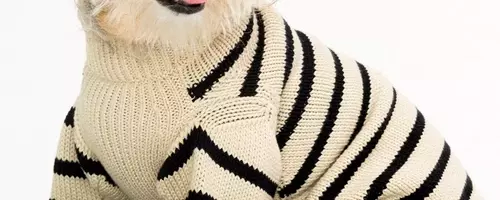 Behind the Scenes of a Star-Studded Canine Photoshoot