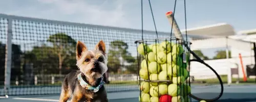 Serena Williams's Canine Companion: The Unbreakable Bond with Chip