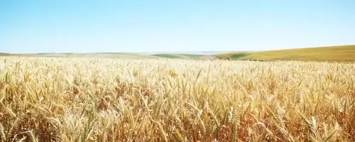 Understanding Tradable Commodities: Basics, Drivers, and Trading