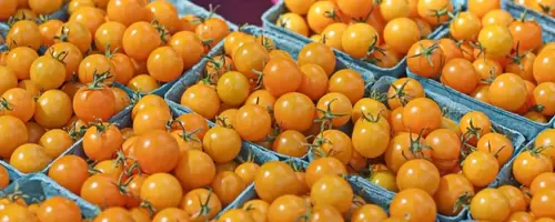The Accidental Triumph of Sungold Tomatoes