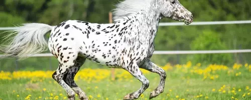 David Tepper's Appaloosa Management Q2 2026 Portfolio Analysis