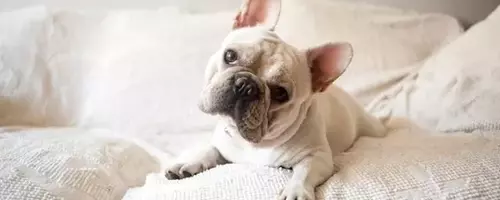 The Enigmatic Head Tilt: Unraveling Your Dog's Adorable Gesture