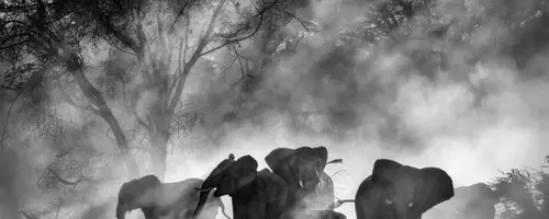 Werner Herzog's 'Ghost Elephants' Secures Home Entertainment Distribution with Buffalo 8